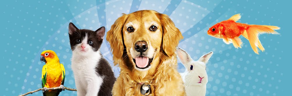 Online Pet Products | Pet Care Tips and Pet Food | Best Online Pet Products Store