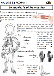 ce1 ce2 vivant squelette humain articulations fiches questionner croissance decouverte eveil cm1 primaire dcouverte anatomie mouvement alimentaire cuisse sereni graciosas