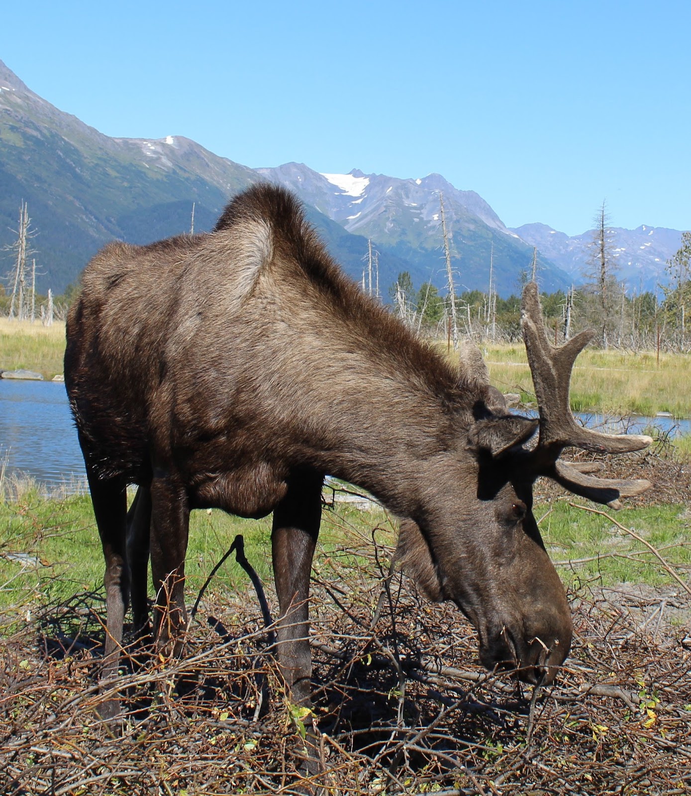 BornToRV.com: Alaska Wildlife Conservation Center