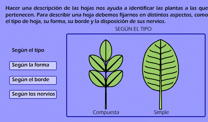  http://catedu.es/chuegos/control/plantas.swf