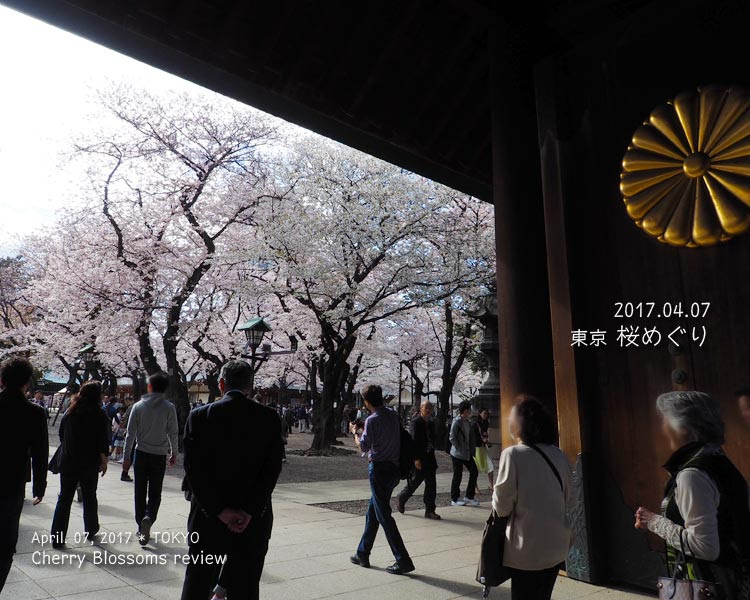 靖国神社の桜（満開）