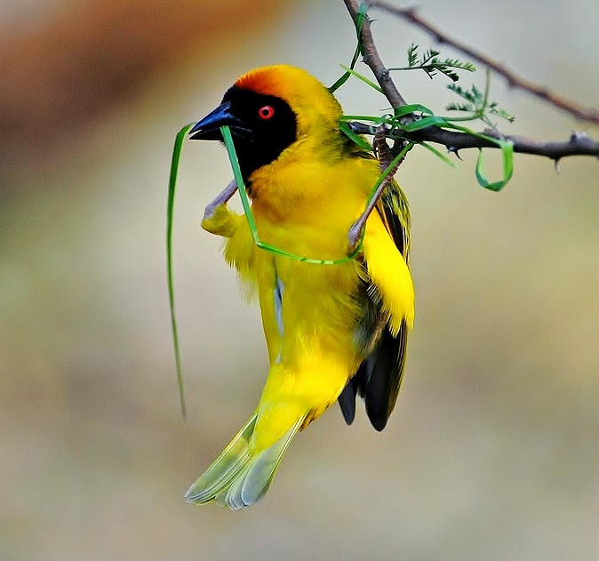 of the World: masked-weaver