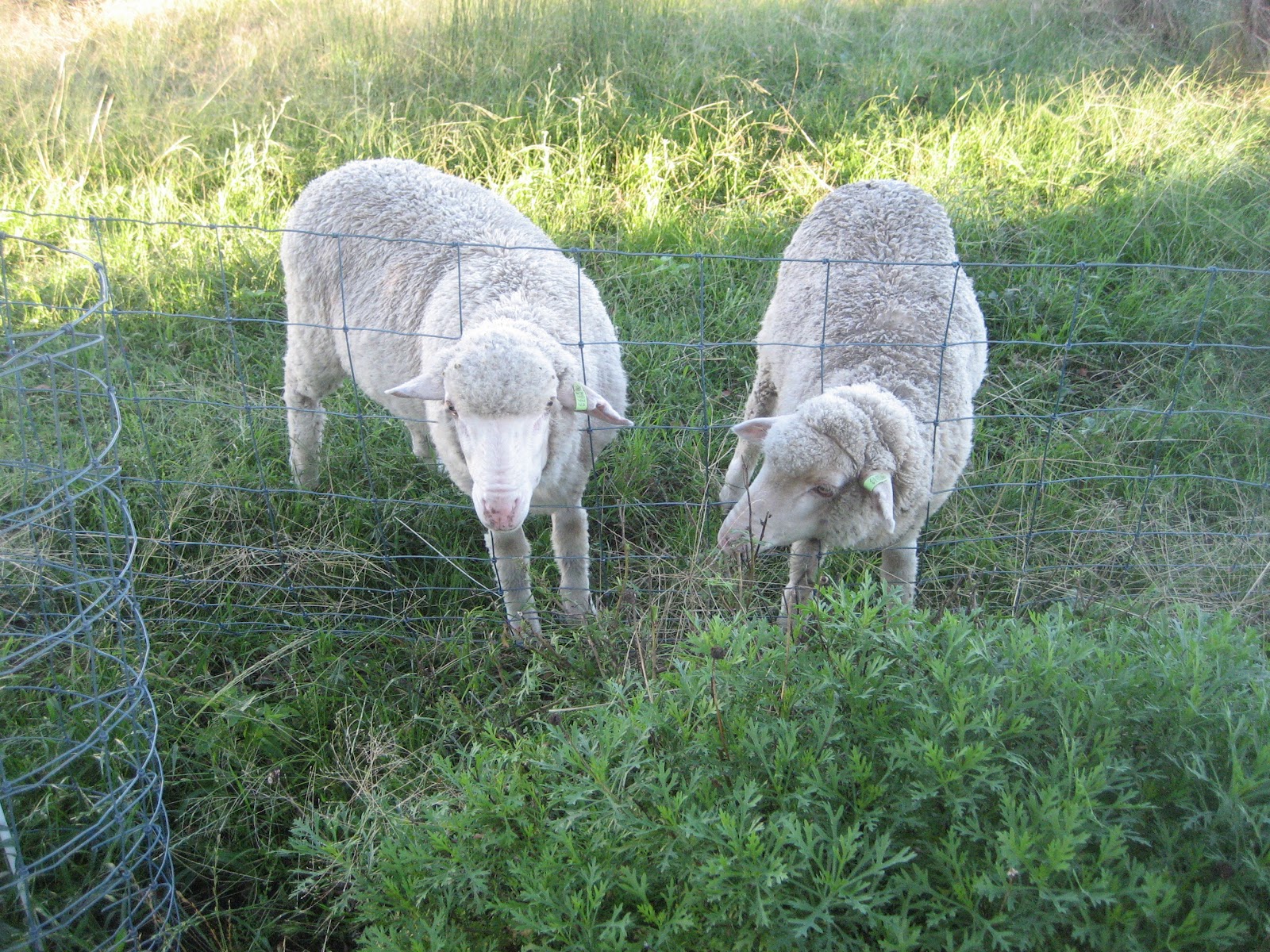 Ochre Archives: Feral Control Netting and Sheep at times ...