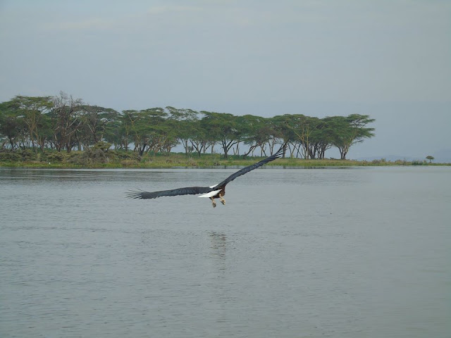 fish eagle lake navaisha lake safari kenya africa fish eagle lake navaisha lake safari kenya africa