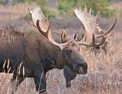 Twentieth century warming allowed moose to colonize the Alaskan tundra