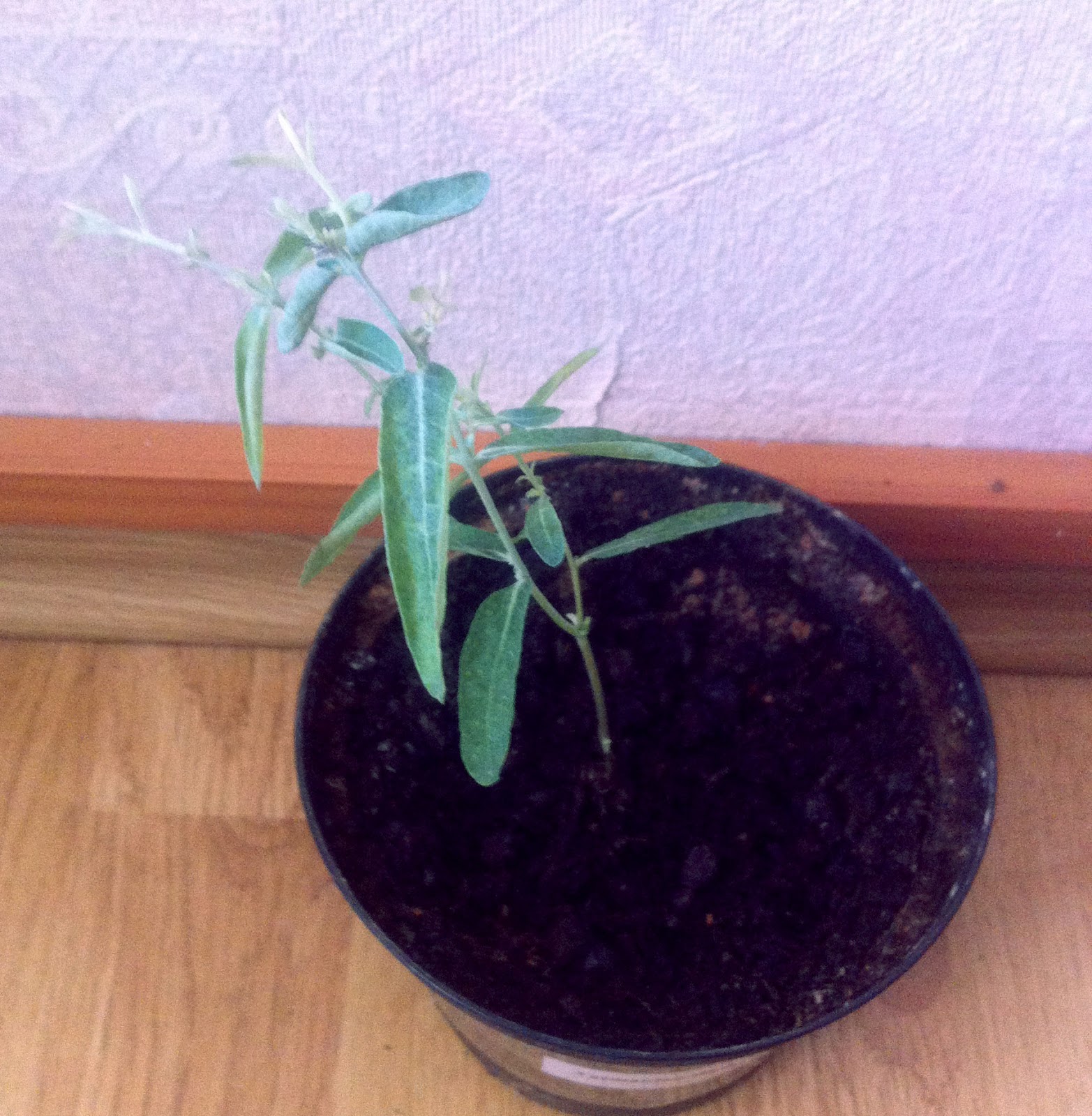 Viskas apie bonsai medelius Bonsai formavimas iš eukaliptų medžių