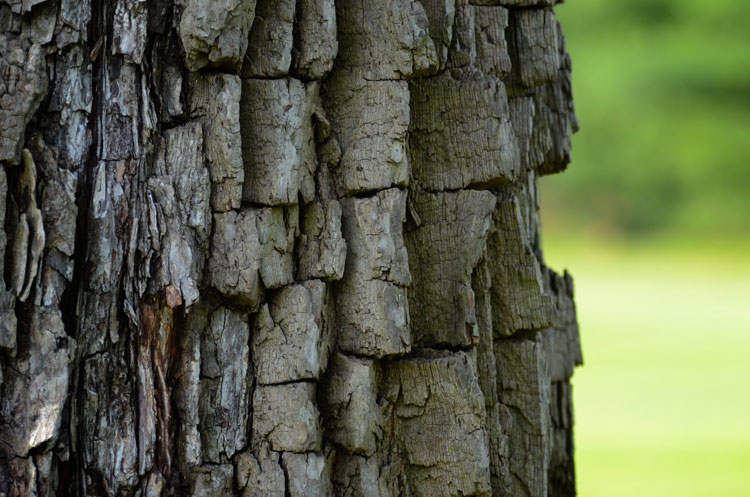 The bark of the persimmon tree is distinctive and looks like little blocks of wood. The bark of the persimmon tree is distinctive and looks like little blocks of wood.
