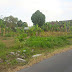 Tanah di jalan magelang ( RN 42 )