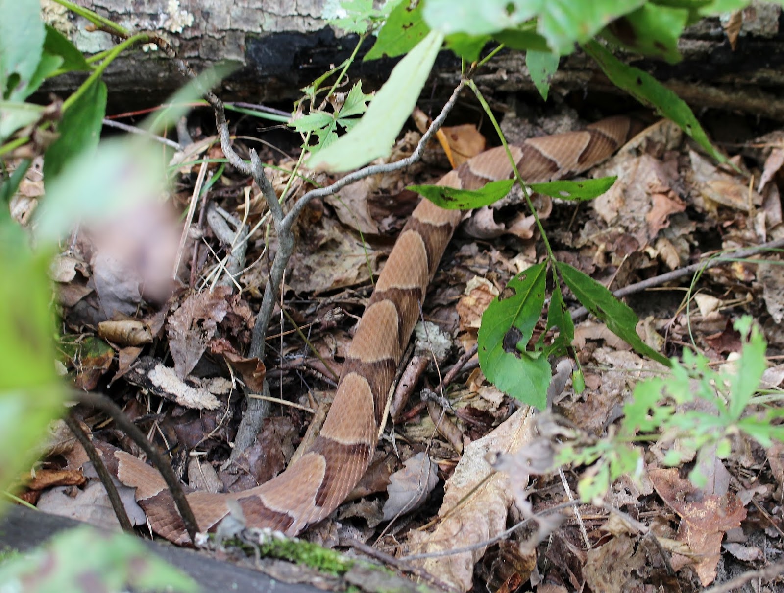 At The Farm... WARNING Copperhead Snake Killed