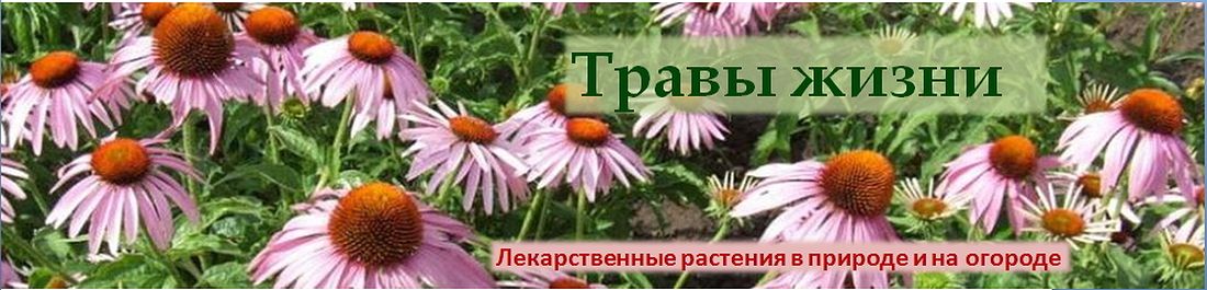 Травы жизни