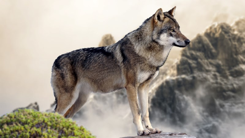 Wolf on Mountain