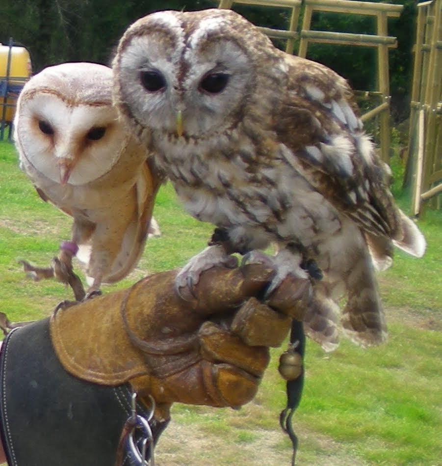 Brigitte et 2 de ses chouettes