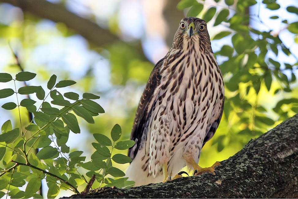 Cooper's Hawk Pets