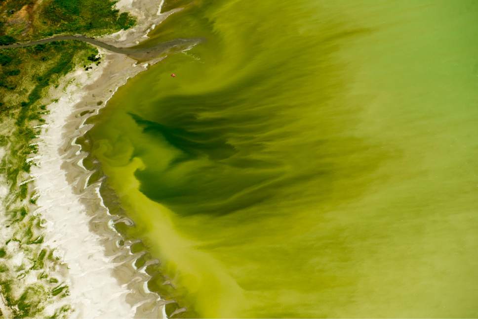 The Big Wobble Deadly algae bloom at Utah Lake is the worst ever seen