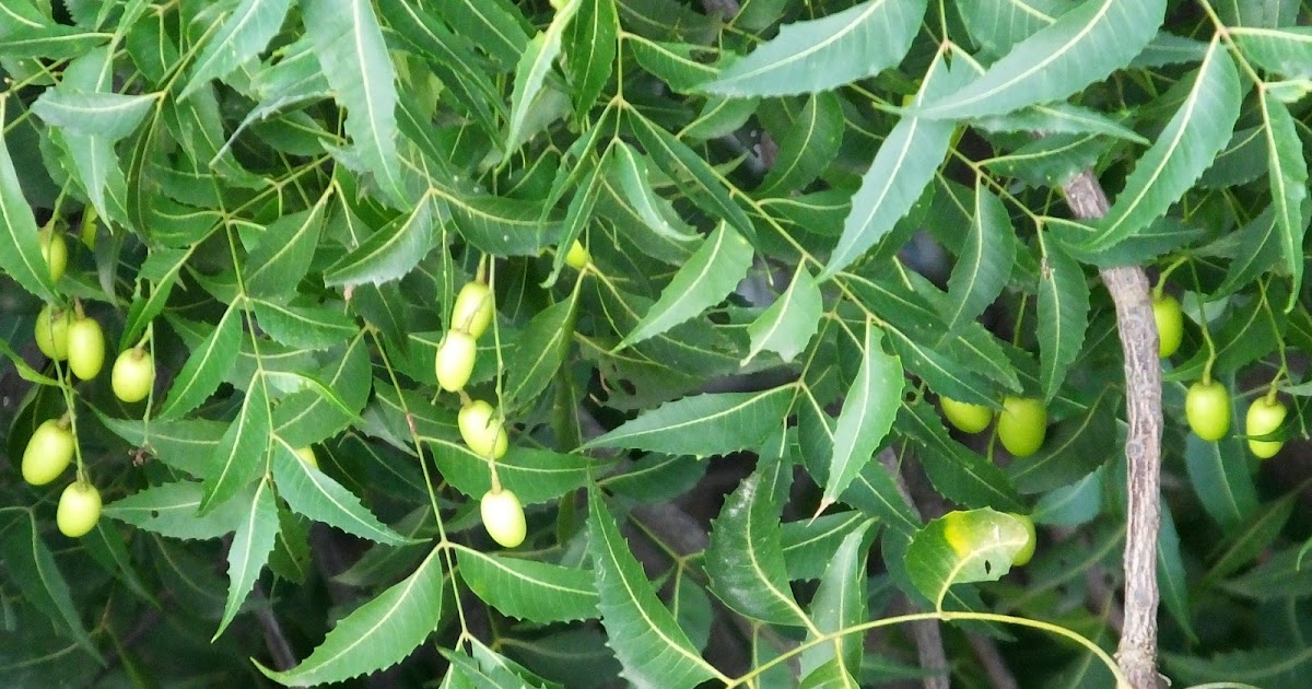 नीम से जुड़े औषधीय गुणों से भरपूर रोचक तथ्य Gyani Master