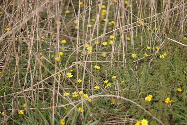 spring in Norfolk countryside