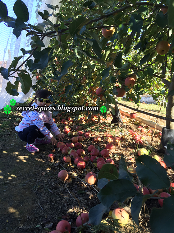 Secret Spices Incredible day Apple Picking at Bilpin, NSW, Australia