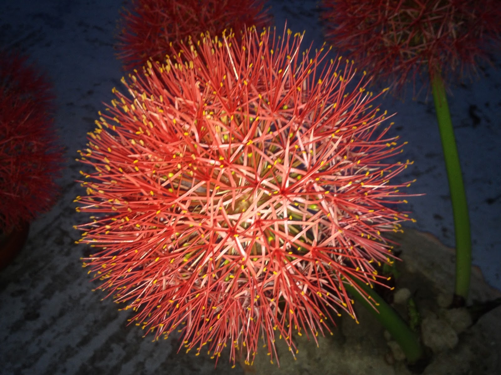 Blowing April Flower in my roof top vase Life In Capture