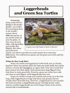 Sea turtle essay in english picture