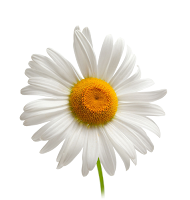 camomile_PNG675.png