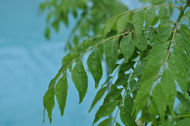 Curry Leave, plant, healthy leaves