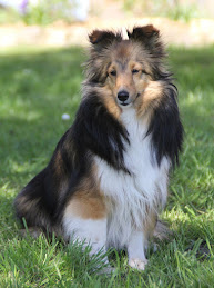 Såbys Shelties Summershine Simmy