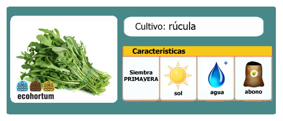 Rucula nombre cientifico y familia
