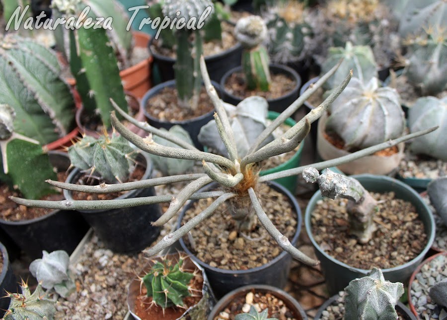 Vista del cactus ornamental Astrophytum caput-medusae