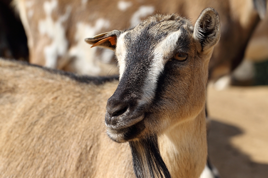 Veterinary XRay Pygmy Goat HealthPart II