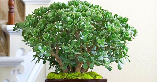Succulent: Succulent Plants for the Home at Top 10 Jade Plant (Crassula ...