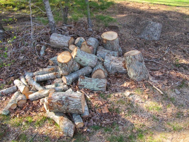 Turn Tree Stumps Into Fire Pit Seating, Tree Stump Fire Pit Diy