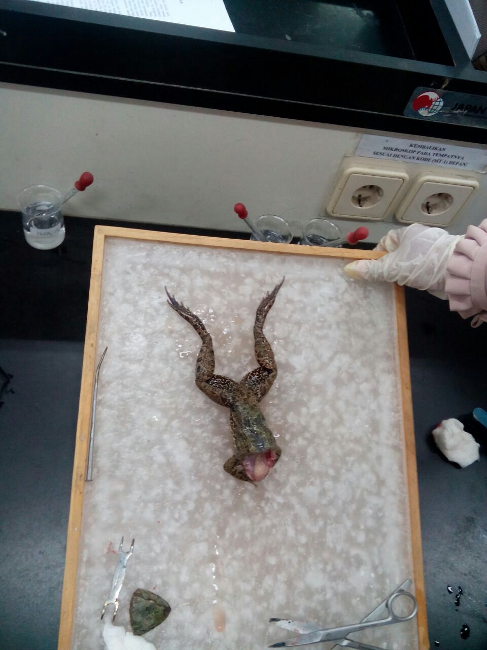 LAPORAN PRAKTIKUM FISIOLOGI HEWAN : Sistem Saraf Refleksi Pada Katak