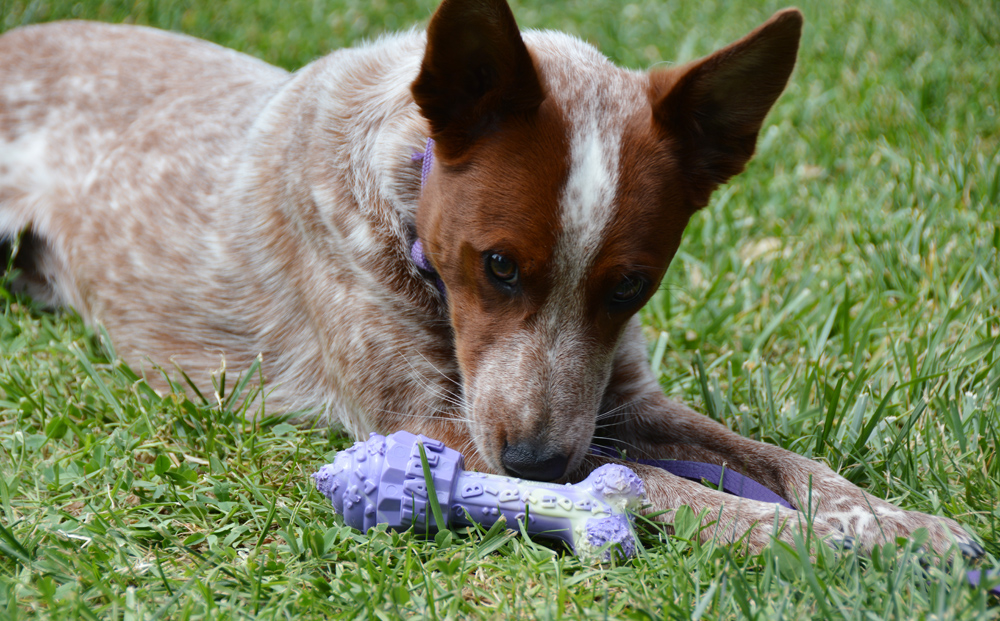 Anyone else have a heeler that doesn't seem to like toys? I'm trying to  find a way to keep her occupied while in the house. She's not interested in  puzzles : r/AustralianCattleDog