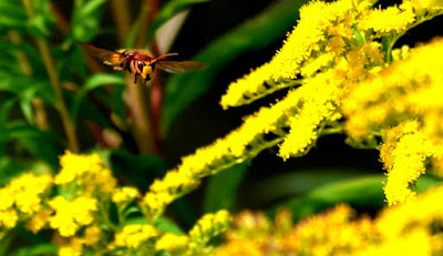 Garten, Natur, Insekten, Nützlinge Garten, Natur, Insekten, Nützlinge, natur, pryfed, organebau llesol, Garden, thiên nhiên, côn trùng, sinh vật có lợi, Tuin, natuur, insekte, voordelige