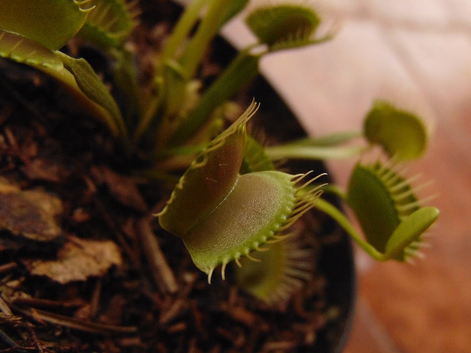 Venus Flytrap (Dionaea Muscipula)