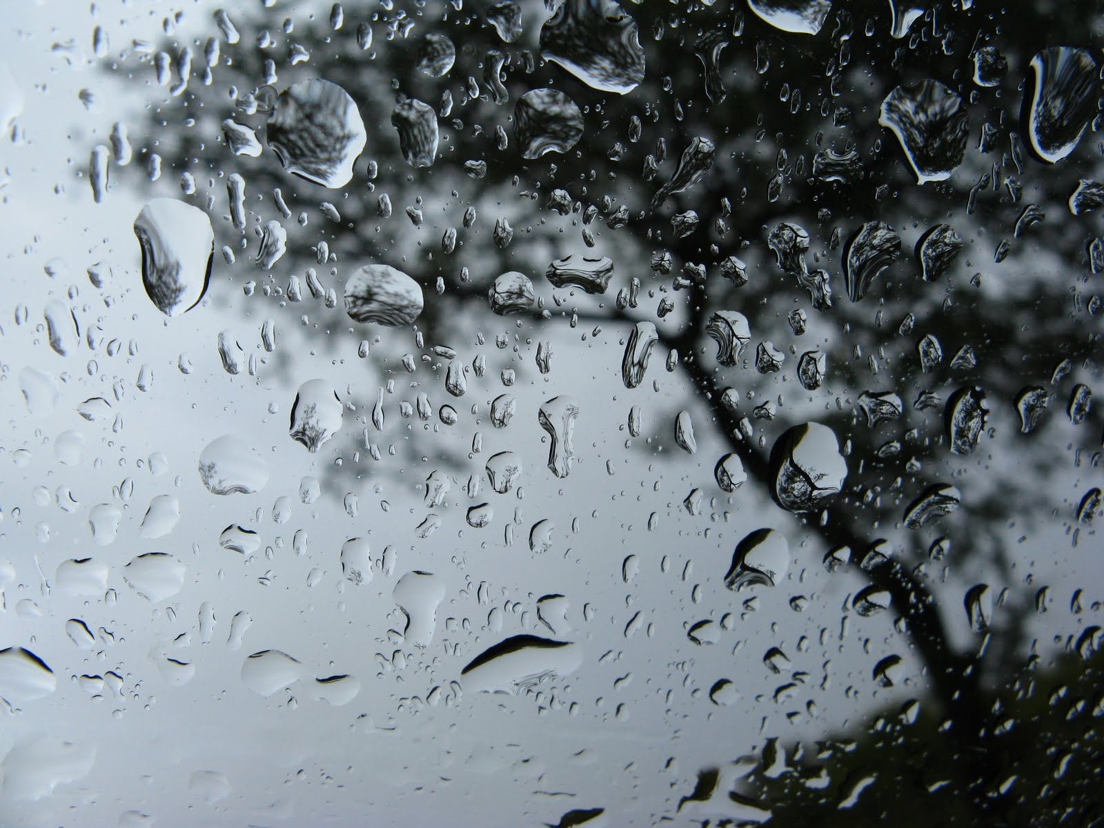 В окна стучали крупные дождевые капли. Крупные капли дождя. Капли дождя на асфальте. Дождь с каплями на асфальте. Яблоко дождь капли.