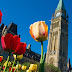 Canadá convoca a la paz con un millón de tulipanes