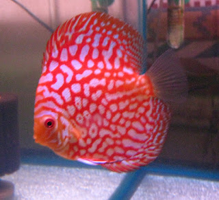 Discus Pigeon Blood Checkerboard