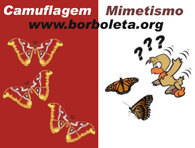 Camuflagem e Mimetismo das Borboletas