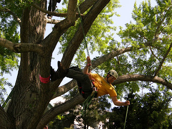 Tree Climbing Competition