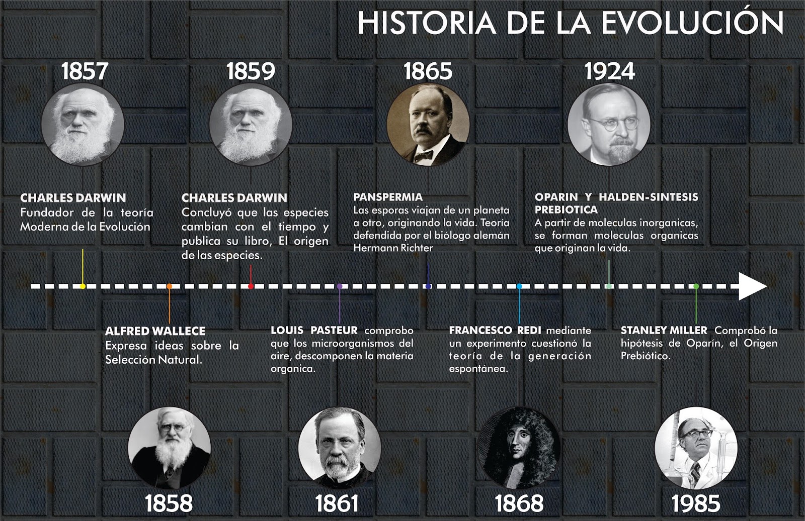 Linea Del Tiempo Sobre La Teoria De La Evolucion Brainly Lat Mobile