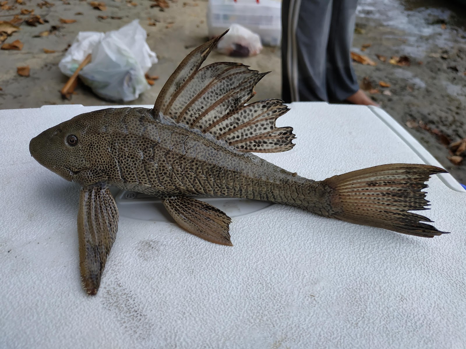 Espacio de Pesca Pesca de picuda, mojarra y bocachico en Estacion Cocorna, Puerto Triunfo