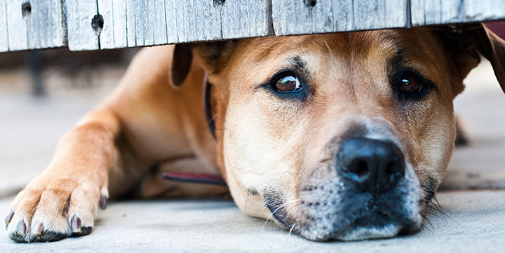 Dealing with Dog Separation Anxiety Australian Dog Lover