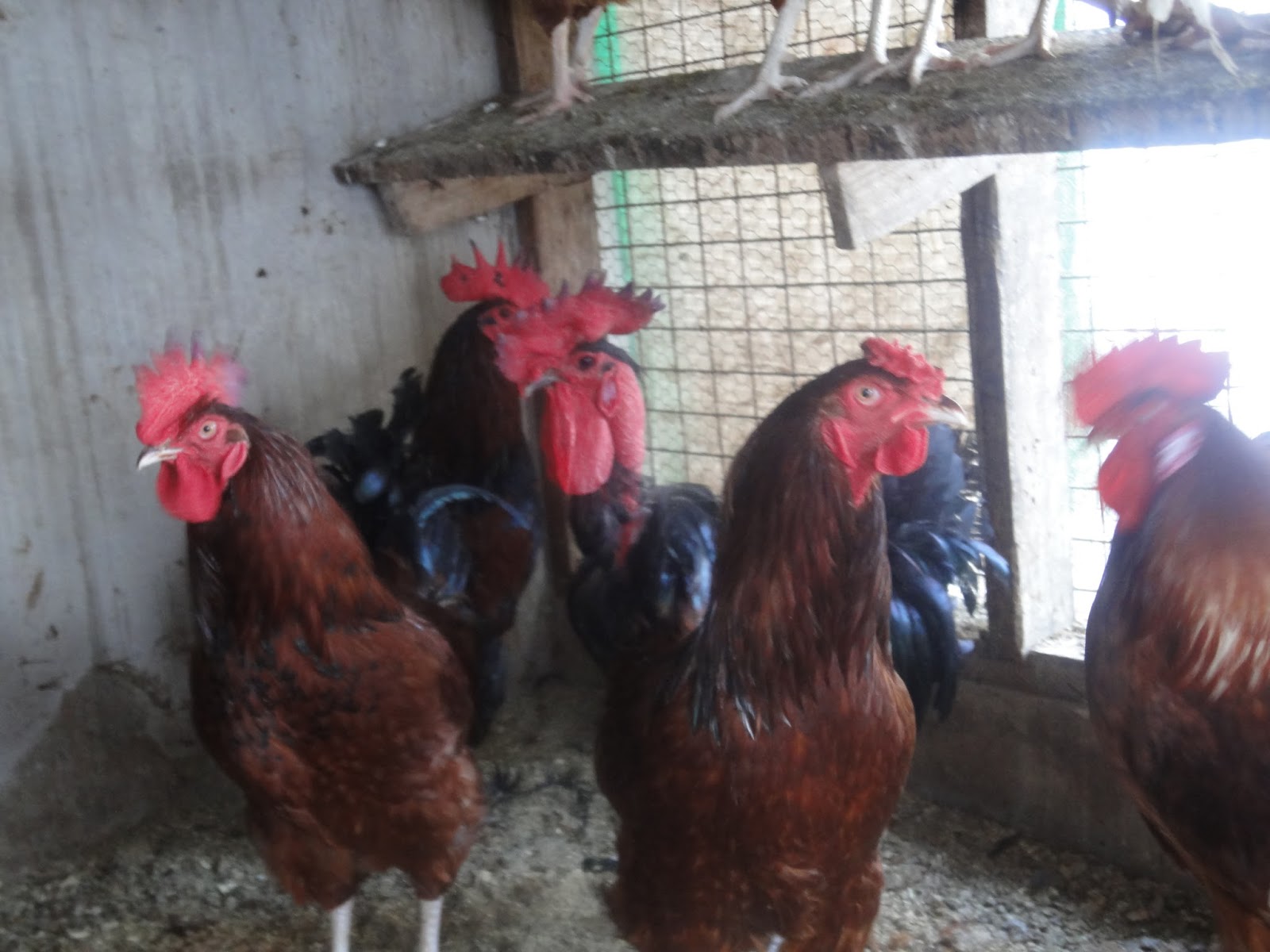 Was Gab Es Zuerst Das Huhn Oder Das Ei