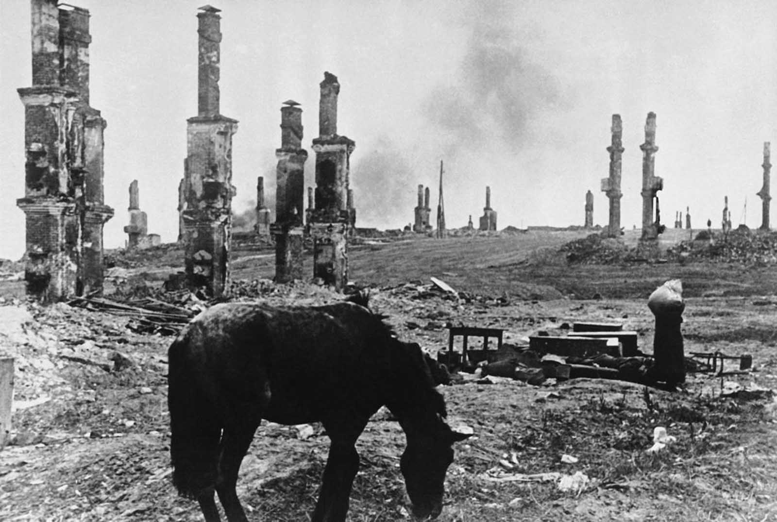 A scene of devastation as an abandoned horse stands among the ruins of Stalingrad in December of 1942.