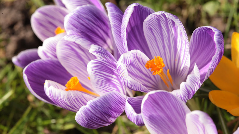 Crocuses in Spring of 2015