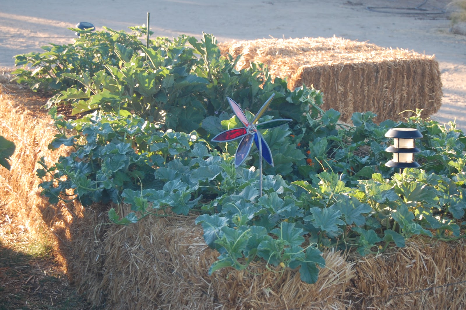 Marti Muses and Marvels Gardening in the High Desert with Straw Bale Raised Beds and More...