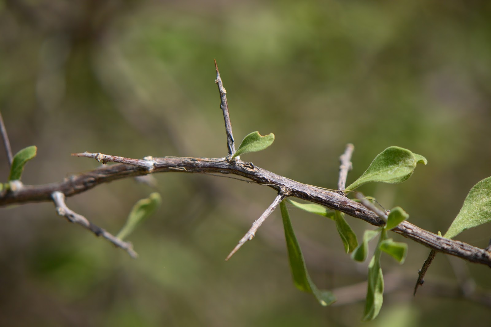 A Small, Sunny Garden The Wild Tree August