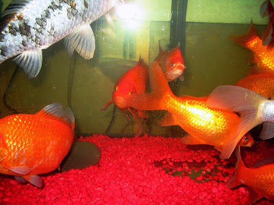 cool goldfish tank. dresses Goldfish Aquarium