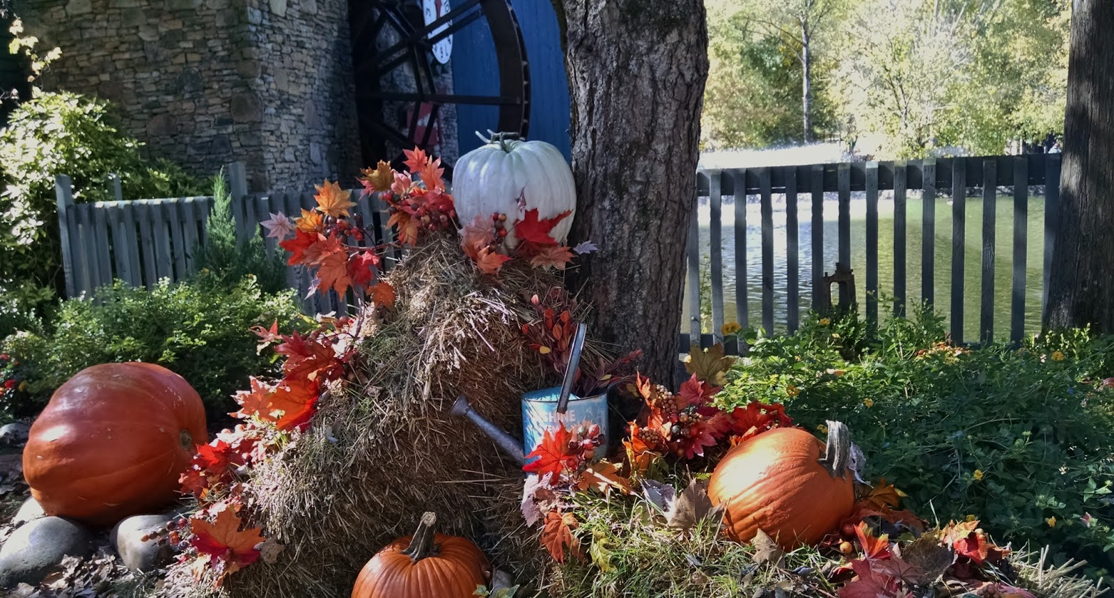 Fall 2015 at Dollywood with some Country Punkins